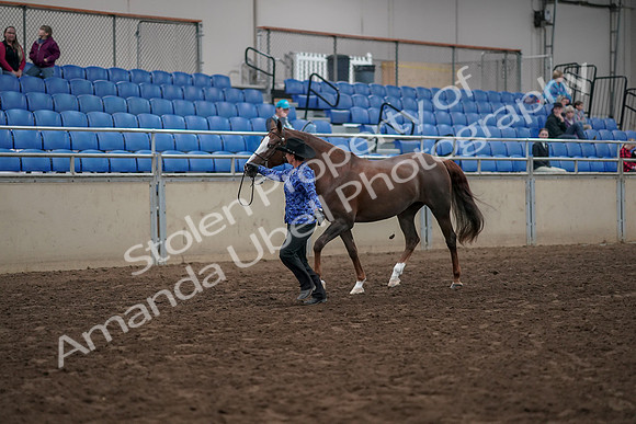 2019 Morgan Horse Show - Aug 31, 2019 - 02910