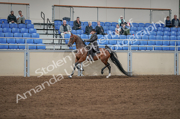 2020 - AB Morgan Horse - Fri, Sept 04 - 09634