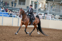 2020 - AB Morgan Horse - Sat, Sept 05 - 12908