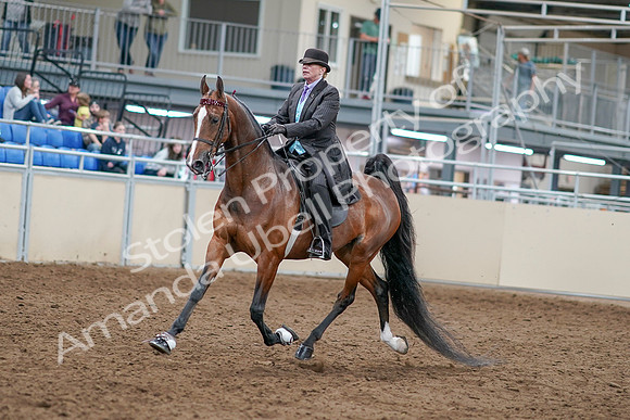 2020 - AB Morgan Horse - Sat, Sept 05 - 12908