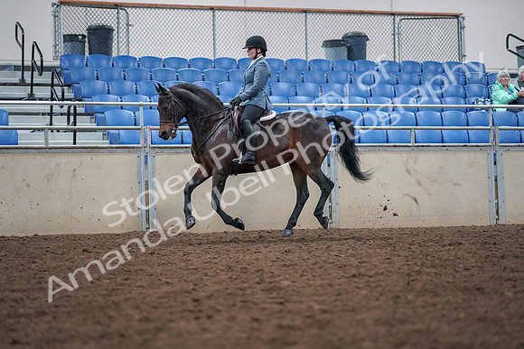 2019 Morgan Horse Show - Aug 30, 2019 - 18463