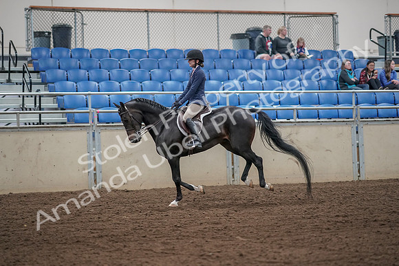 2019 Morgan Horse Show - Aug 31, 2019 - 05133