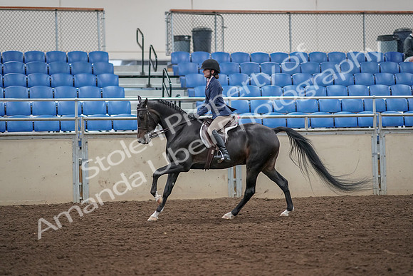 2019 Morgan Horse Show - Aug 31, 2019 - 05139
