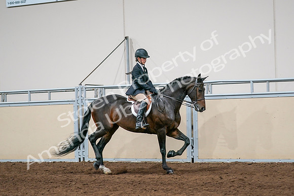 2020 - AB Morgan Horse - Sun, Sept 06 - 08079