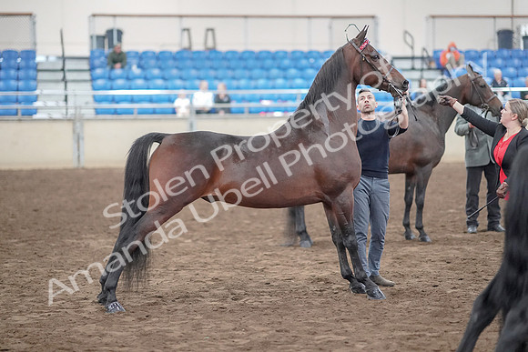 2019 Morgan Horse Show - Aug 31, 2019 - 03729