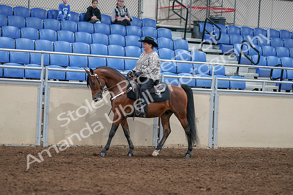 2020 - AB Morgan Horse - Fri, Sept 04 - 05703