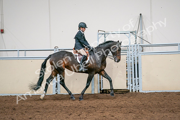2020 - AB Morgan Horse - Sun, Sept 06 - 08095