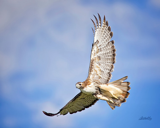 Birds - 287