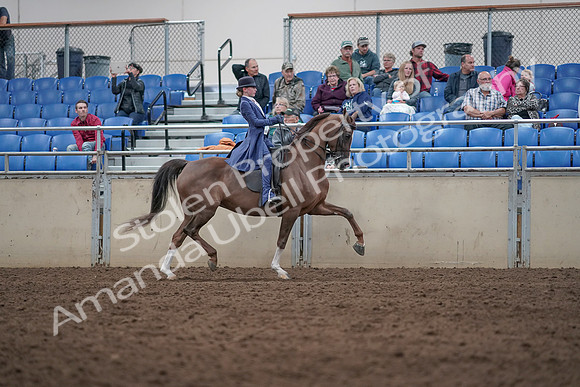 2019 Morgan Horse Show - Aug 31, 2019 - 20732