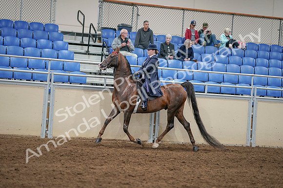 2020 - AB Morgan Horse - Fri, Sept 04 - 08009