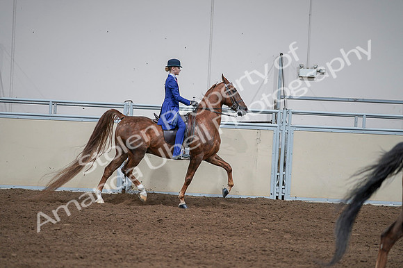 2020 - AB Morgan Horse - Fri, Sept 04 - 05153