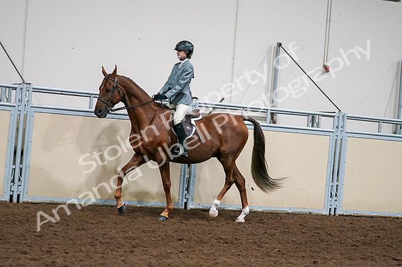2020 - AB Morgan Horse - Fri, Sept 04 - 03032