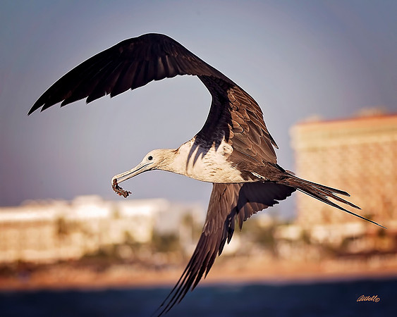 Birds - 165