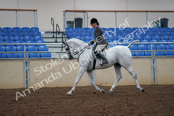 2019 Morgan Horse Show - Aug 30, 2019 - 17368