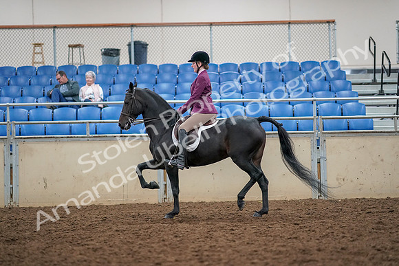 2019 Morgan Horse Show - Aug 30, 2019 - 23173