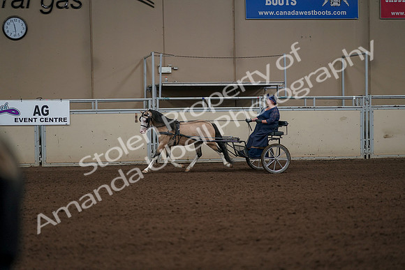 2019 Morgan Horse Show - Aug 31, 2019 - 04334