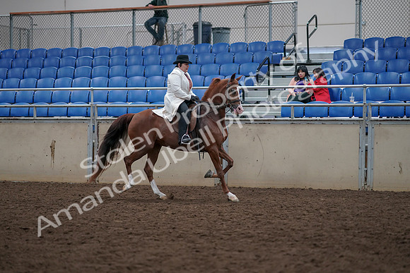2019 Morgan Horse Show - Aug 31, 2019 - 17968