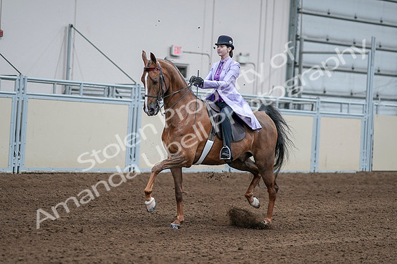 2020 - AB Morgan Horse - Fri, Sept 04 - 05011