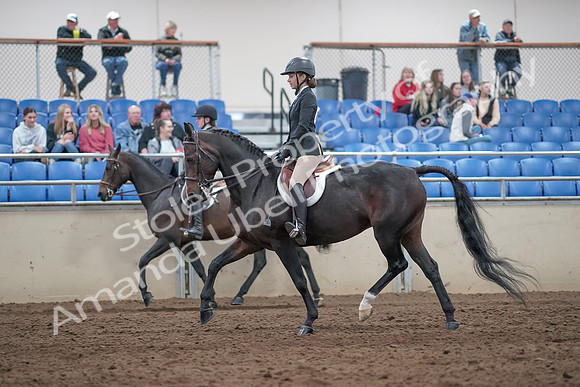 2019 Morgan Horse Show - Aug 31, 2019 - 20432
