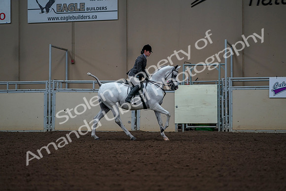 2019 Morgan Horse Show - Aug 30, 2019 - 17623