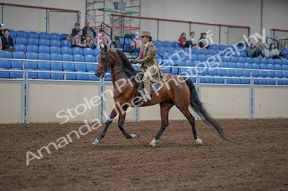 2020 - AB Morgan Horse - Fri, Sept 04 - 11162