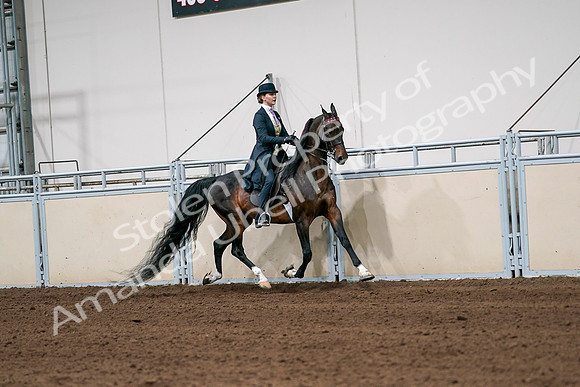 2020 - AB Morgan Horse - Sat, Sept 05 - 06390