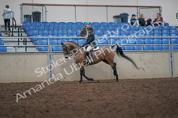 2019 Morgan Horse Show - Aug 31, 2019 - 15025