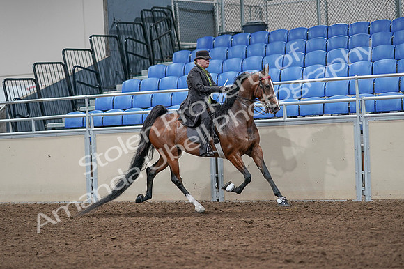 2020 - AB Morgan Horse - Fri, Sept 04 - 09798