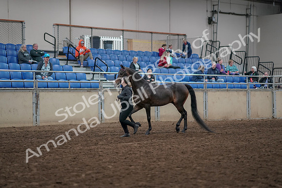 2019 Morgan Horse Show - Aug 31, 2019 - 03955