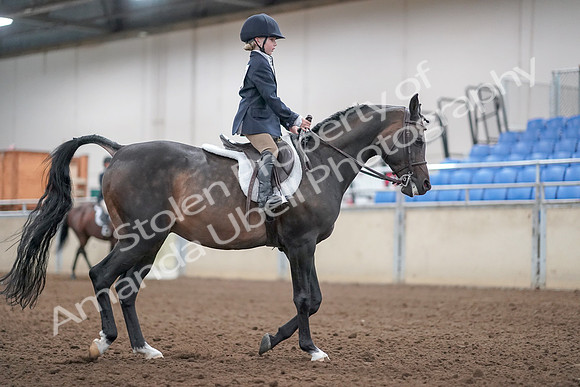 2019 Morgan Horse Show - Aug 31, 2019 - 19581