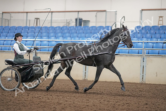 2019 Morgan Horse Show - Aug 31, 2019 - 04756