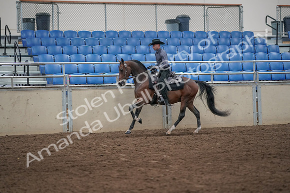 2019 Morgan Horse Show - Aug 31, 2019 - 06098