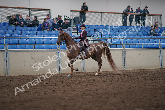 2019 Morgan Horse Show - Aug 31, 2019 - 20503