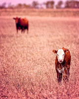 Domestic Animals - 005