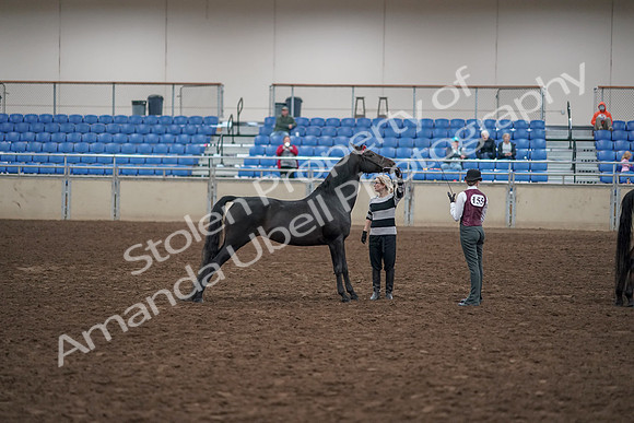 2019 Morgan Horse Show - Aug 31, 2019 - 00927