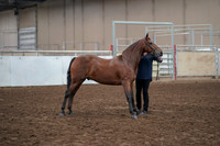 2019 Morgan Horse Show - Aug 31, 2019 - 01001