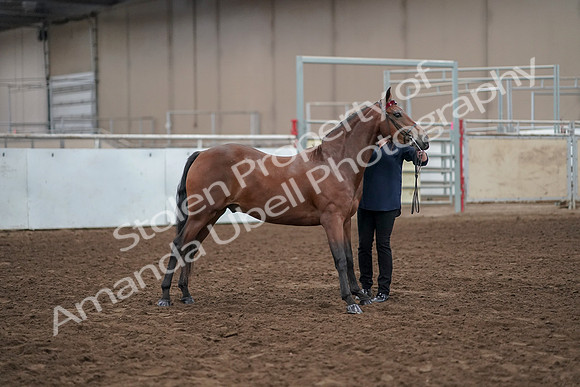 2019 Morgan Horse Show - Aug 31, 2019 - 01001