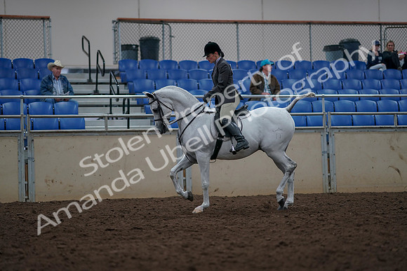 2019 Morgan Horse Show - Aug 31, 2019 - 14895