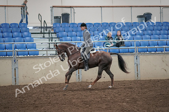 2019 Morgan Horse Show - Aug 31, 2019 - 07326