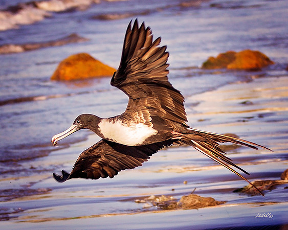 Birds - 166