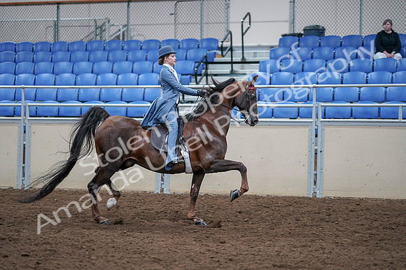 2020 - AB Morgan Horse - Fri, Sept 04 - 05069
