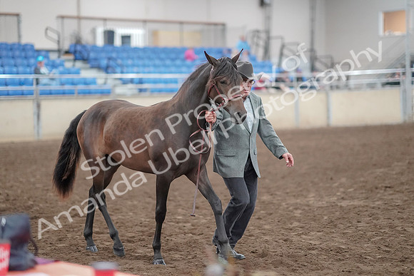 2019 Morgan Horse Show - Aug 31, 2019 - 02865