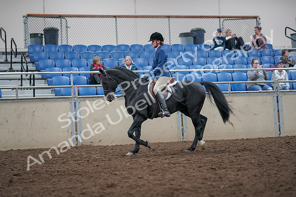 2019 Morgan Horse Show - Aug 31, 2019 - 16529