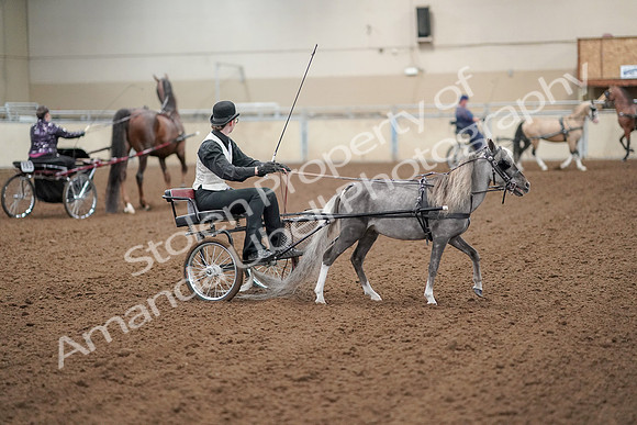 2019 Morgan Horse Show - Aug 30, 2019 - 13339