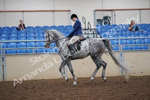 2019 Morgan Horse Show - Aug 30, 2019 - 16303