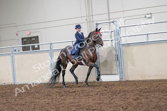 2020 - AB Morgan Horse - Sat, Sept 05 - 04867