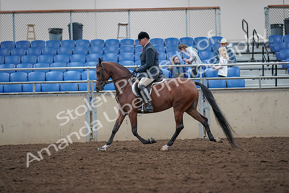 2019 Morgan Horse Show - Aug 31, 2019 - 14961