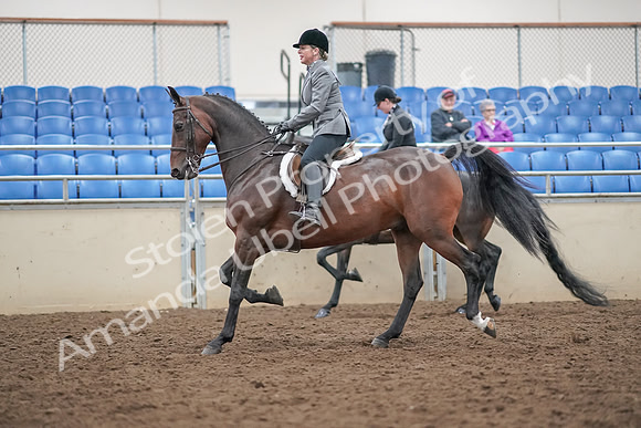 2019 Morgan Horse Show - Aug 30, 2019 - 20190