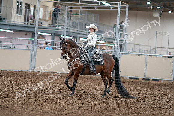 2020 - AB Morgan Horse - Fri, Sept 04 - 08240