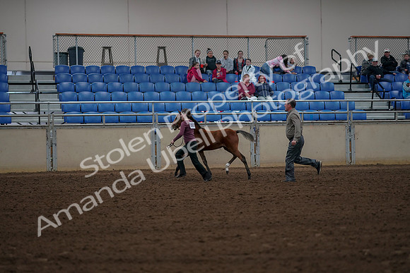 2019 Morgan Horse Show - Aug 30, 2019 - 24819